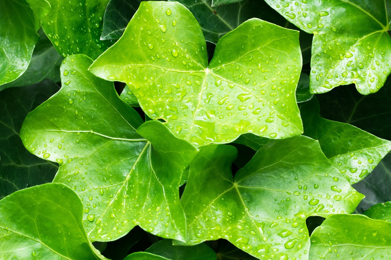 plantes
